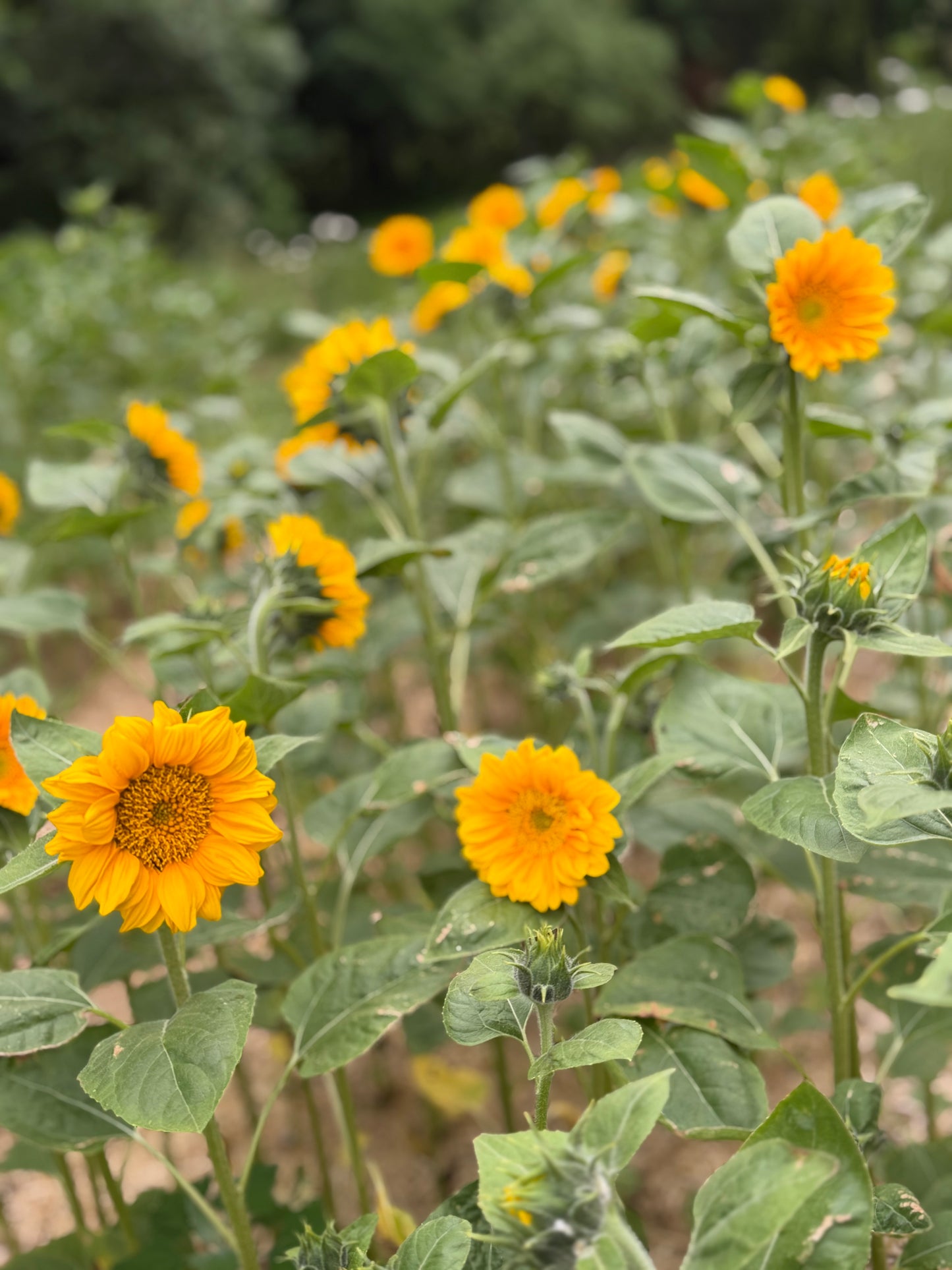 Sunflower Graduation Mini Photo Sessions (6/13 - 6/18)
