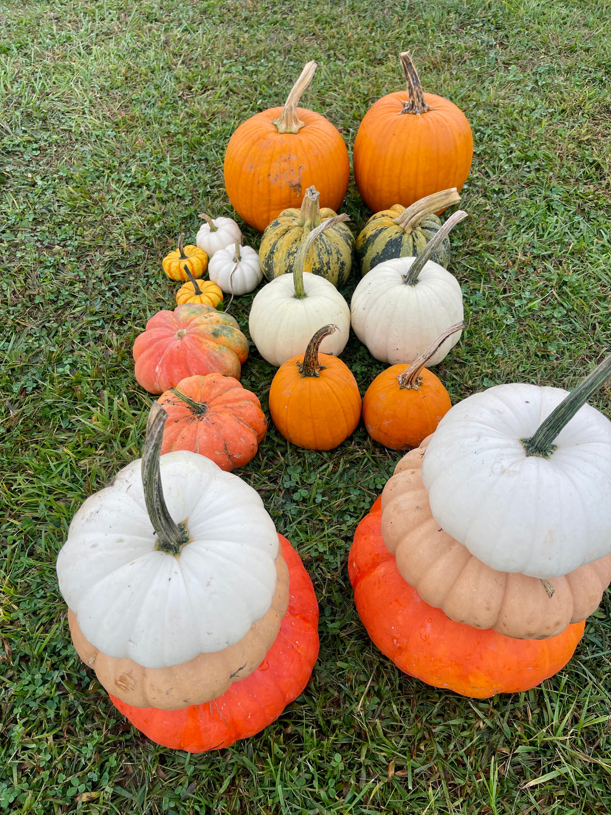 The Entryway Pumpkin Bundle