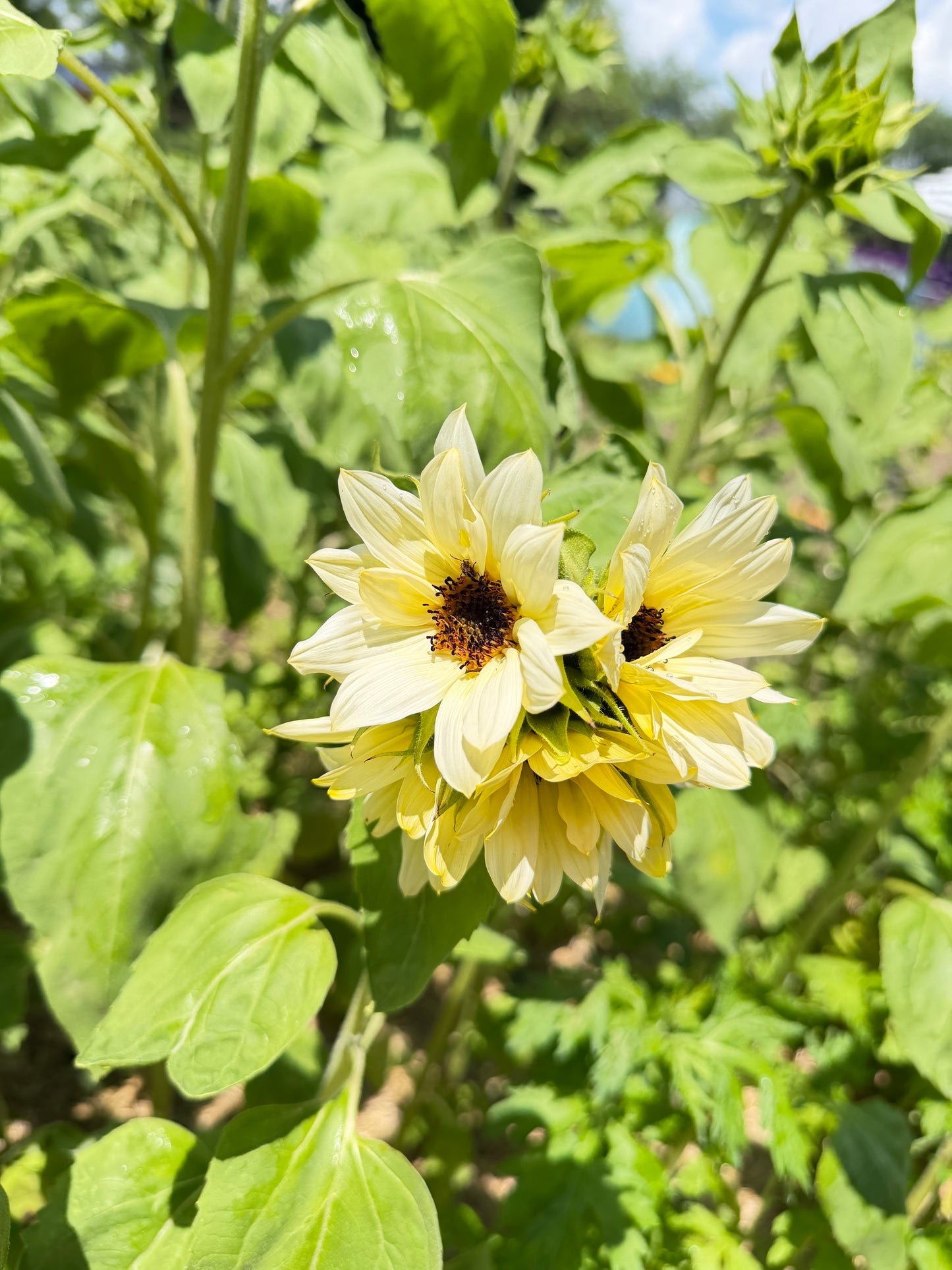 Early Summer Sunflower Jars: 9-Stem Specialty Wrapped Bouquet Jar