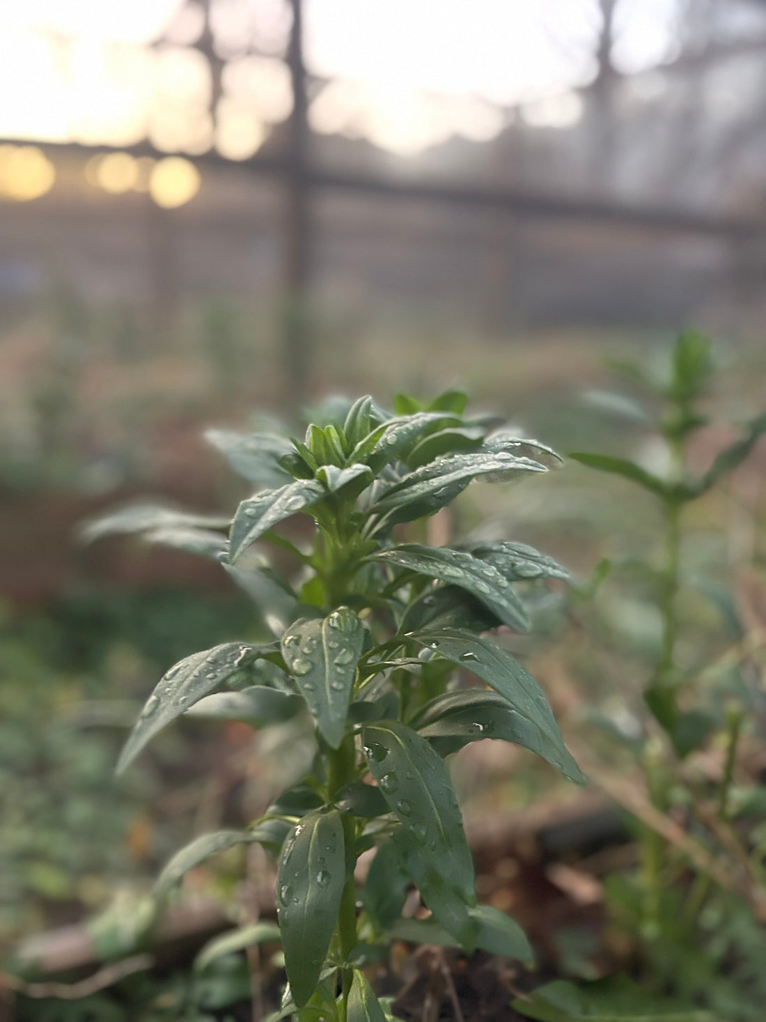 Thanksgiving Eve Seed Catalog Daydreams: Practicing Restraint in a Season of Possibility