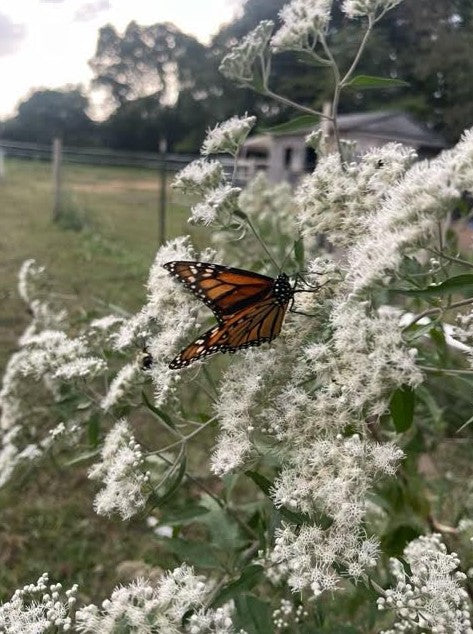 Building a Pollinator Patch? We Made a Free Native Plant Library