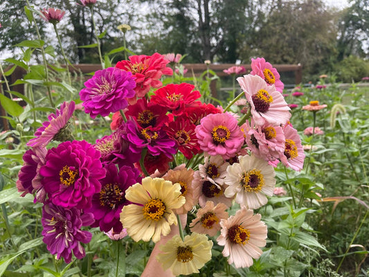 The Free Cut Flower Garden Directory Is Here — 40+ Flowers to Grow From Seed
