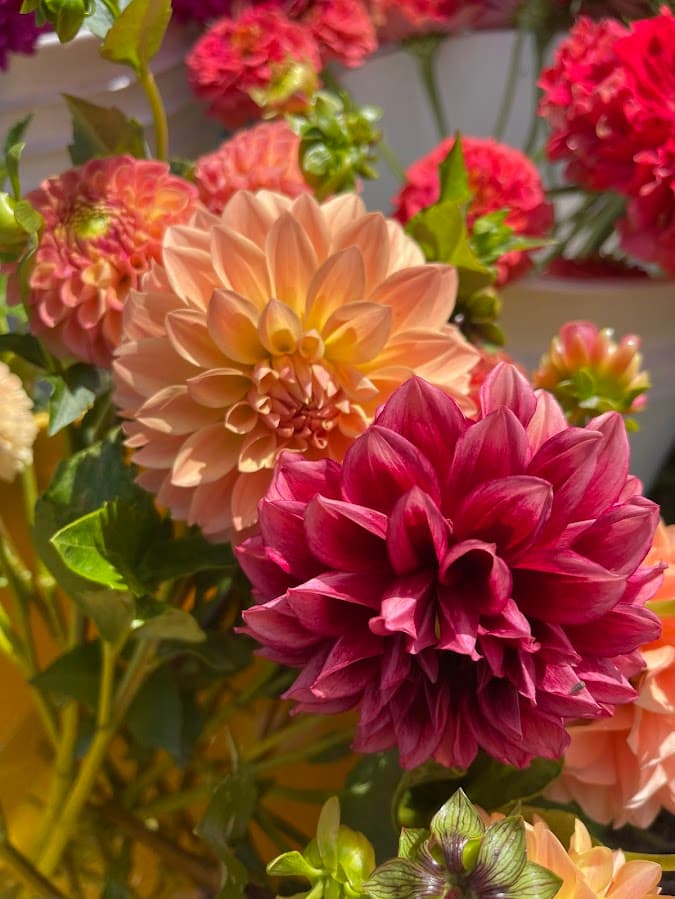 Specialty Florals & Bulk Bloom Buckets