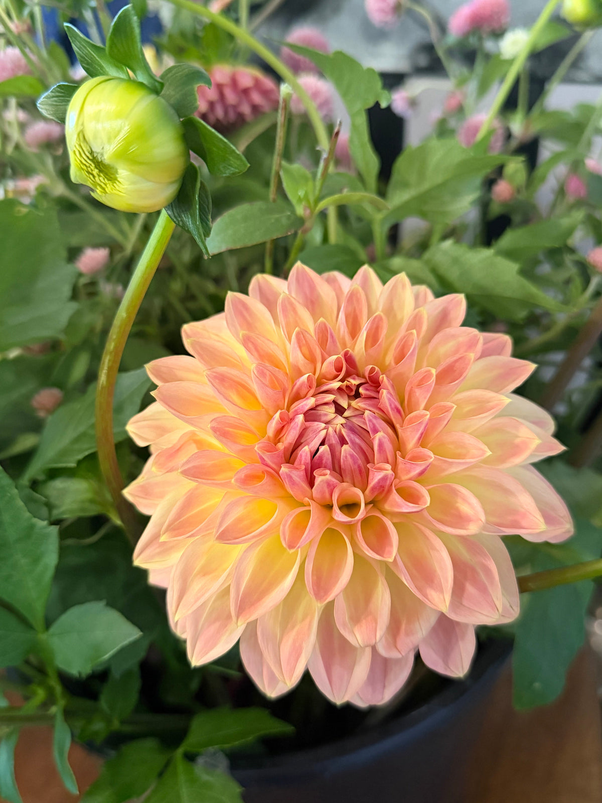 Dahlia Tubers