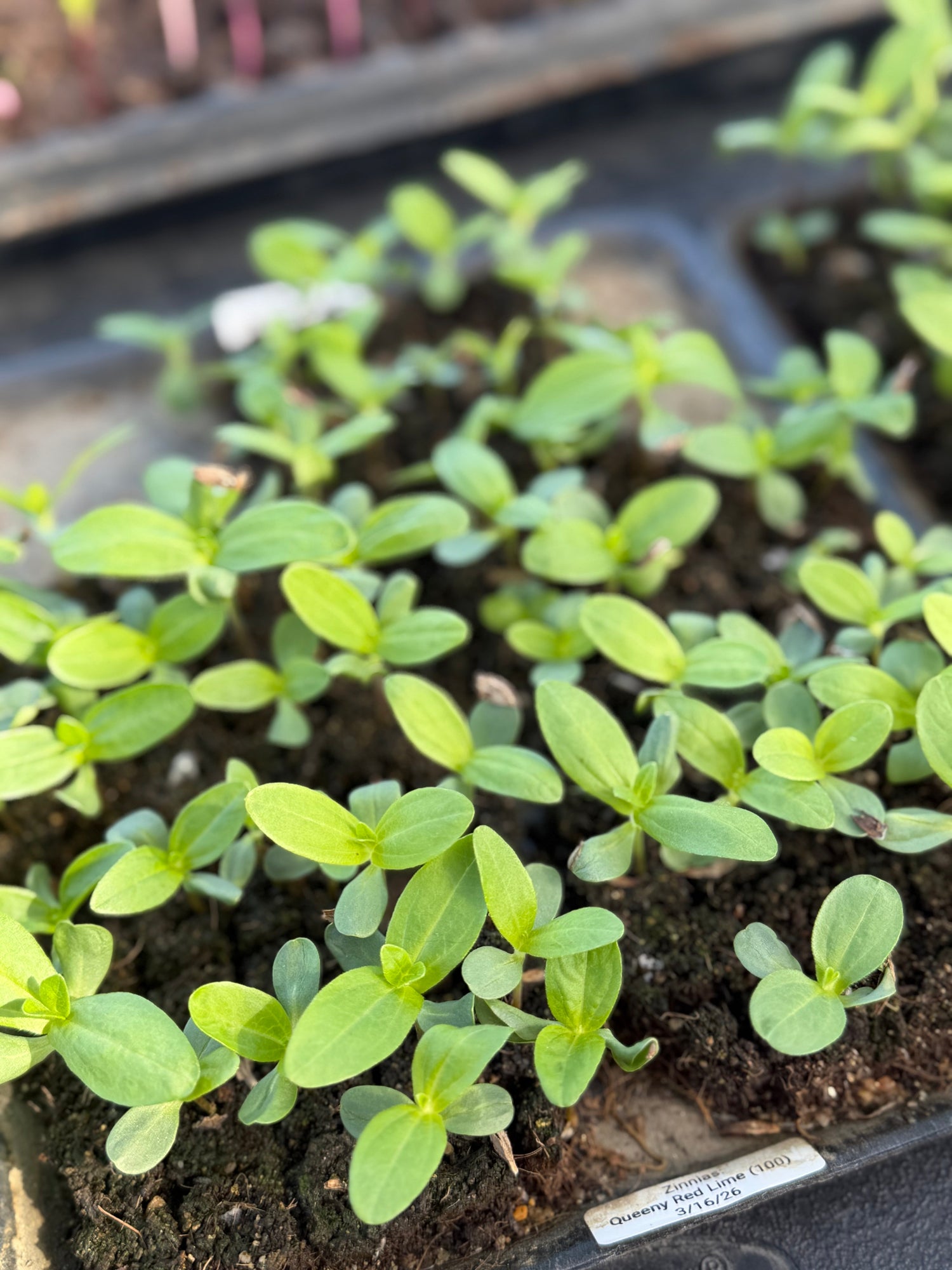 Cut Flower Seedlings