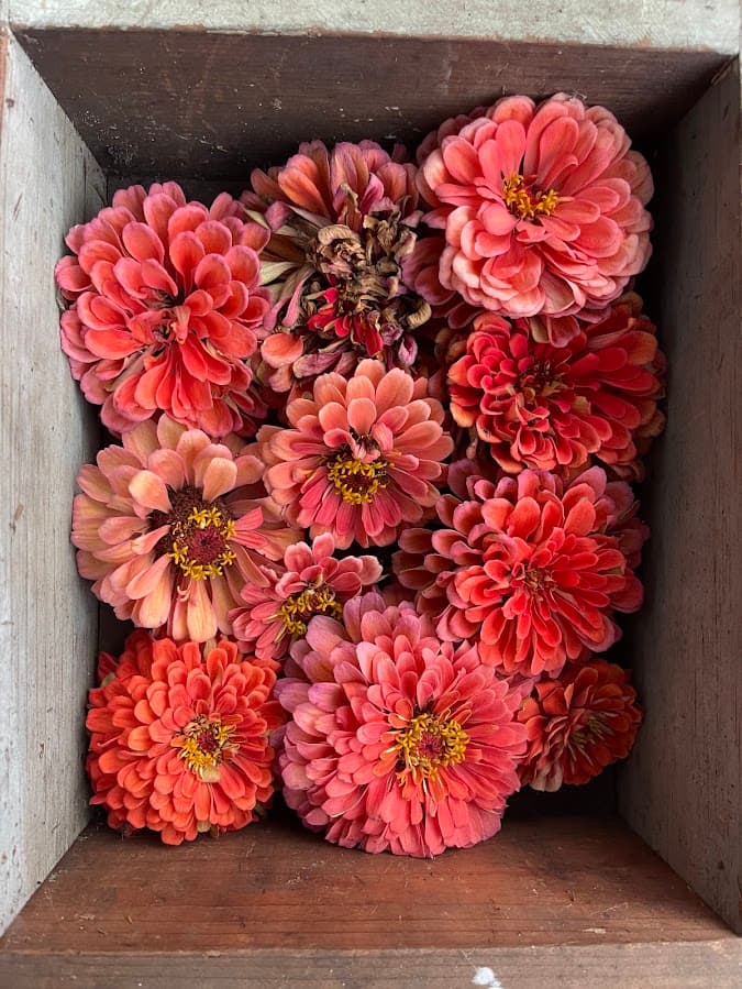 Cut Flower Garden Seeds