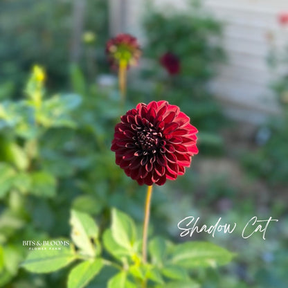 Shadow Cat Dahlia Tuber