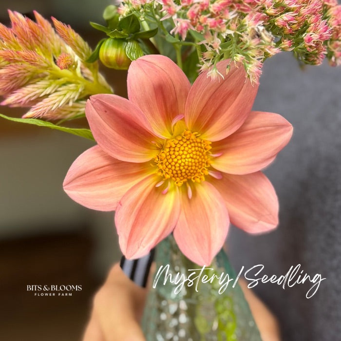 Mystery Dahlia Tuber