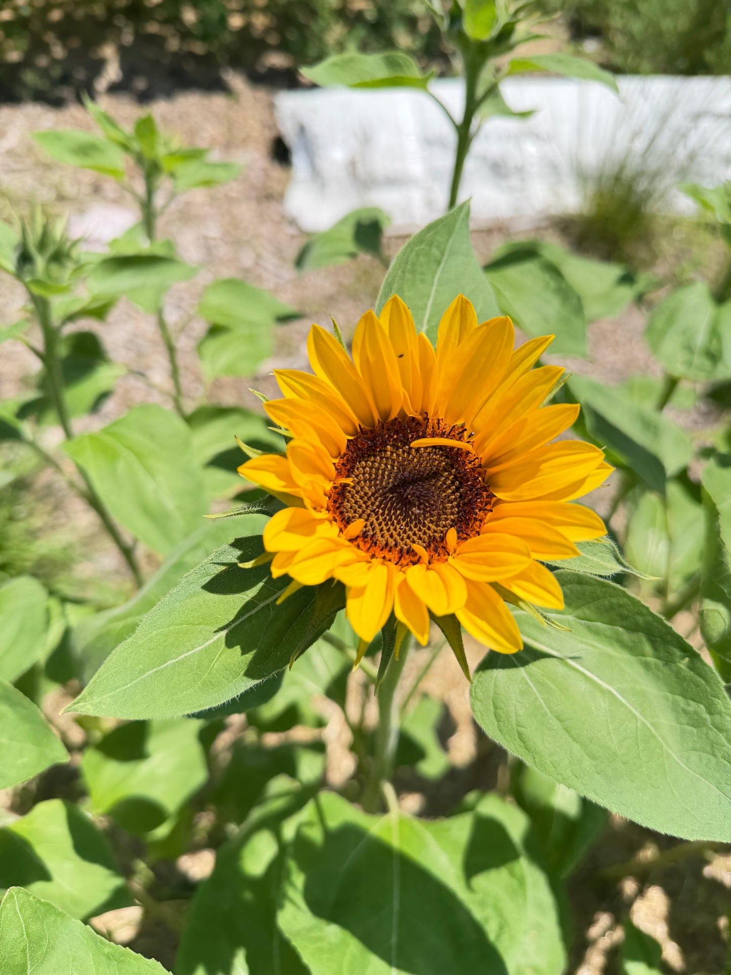 Early Summer Sunflower Jars: 9-Stem Specialty Wrapped Bouquet Jar