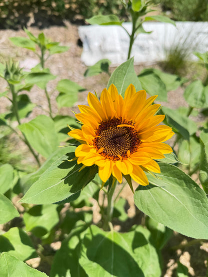 Early Summer Sunflower Jars: 9-Stem Specialty Wrapped Bouquet Jar