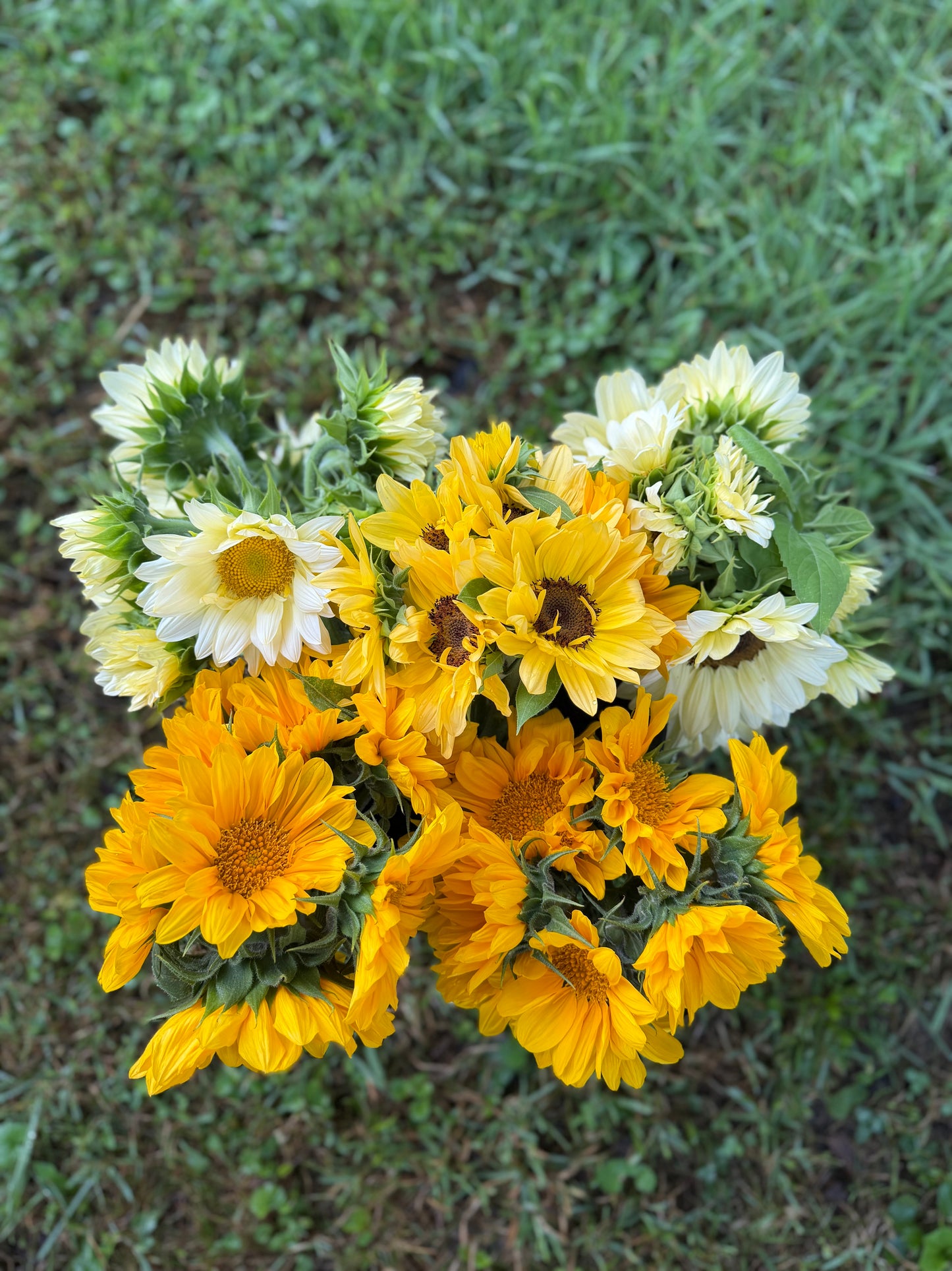 Bulk Bloom Bucket — Fresh Seasonal Flowers (Farm Pickup)