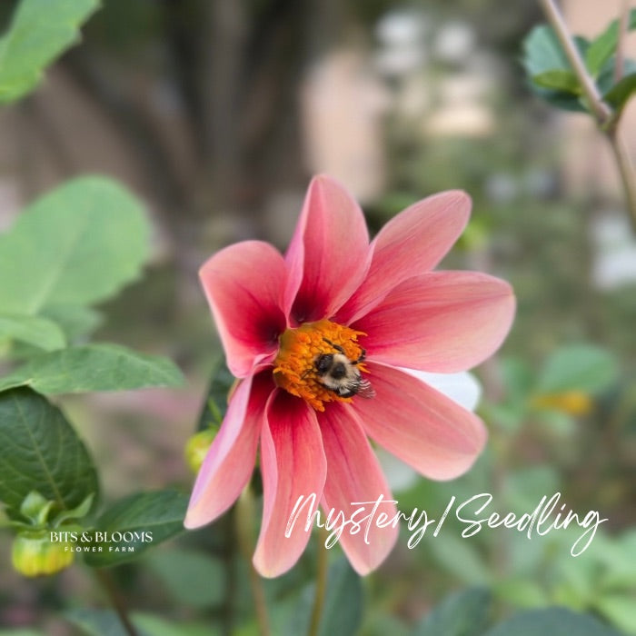 Mystery Dahlia Tuber