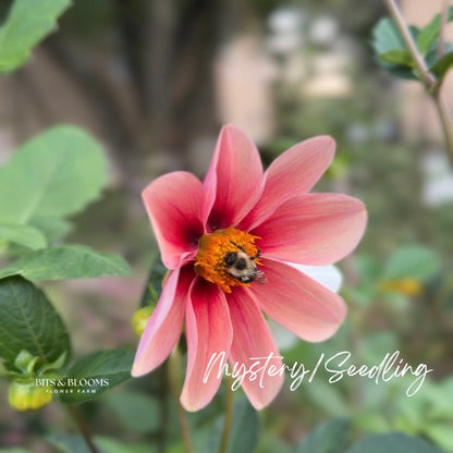 Mystery Dahlia Tuber