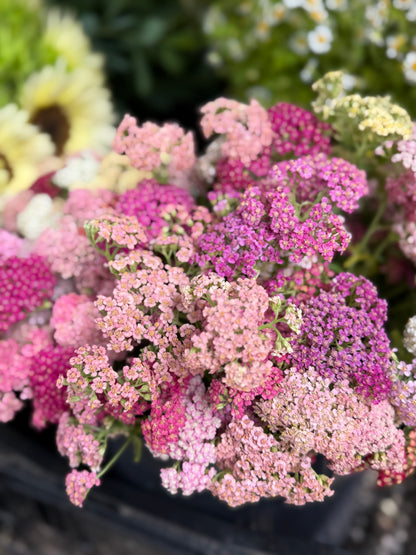 Bulk Bloom Bucket — Fresh Seasonal Flowers (Farm Pickup)