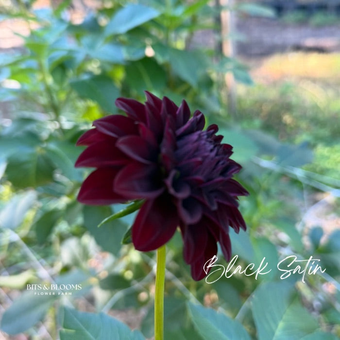Black Satin