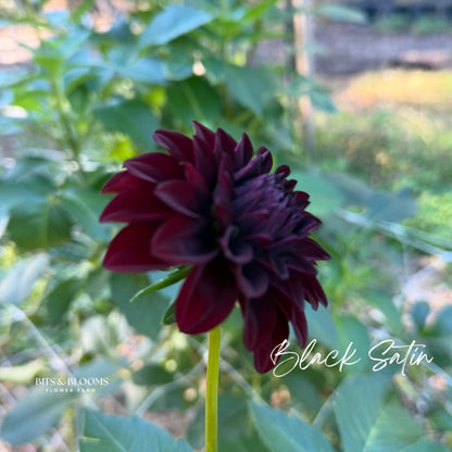 Black Satin