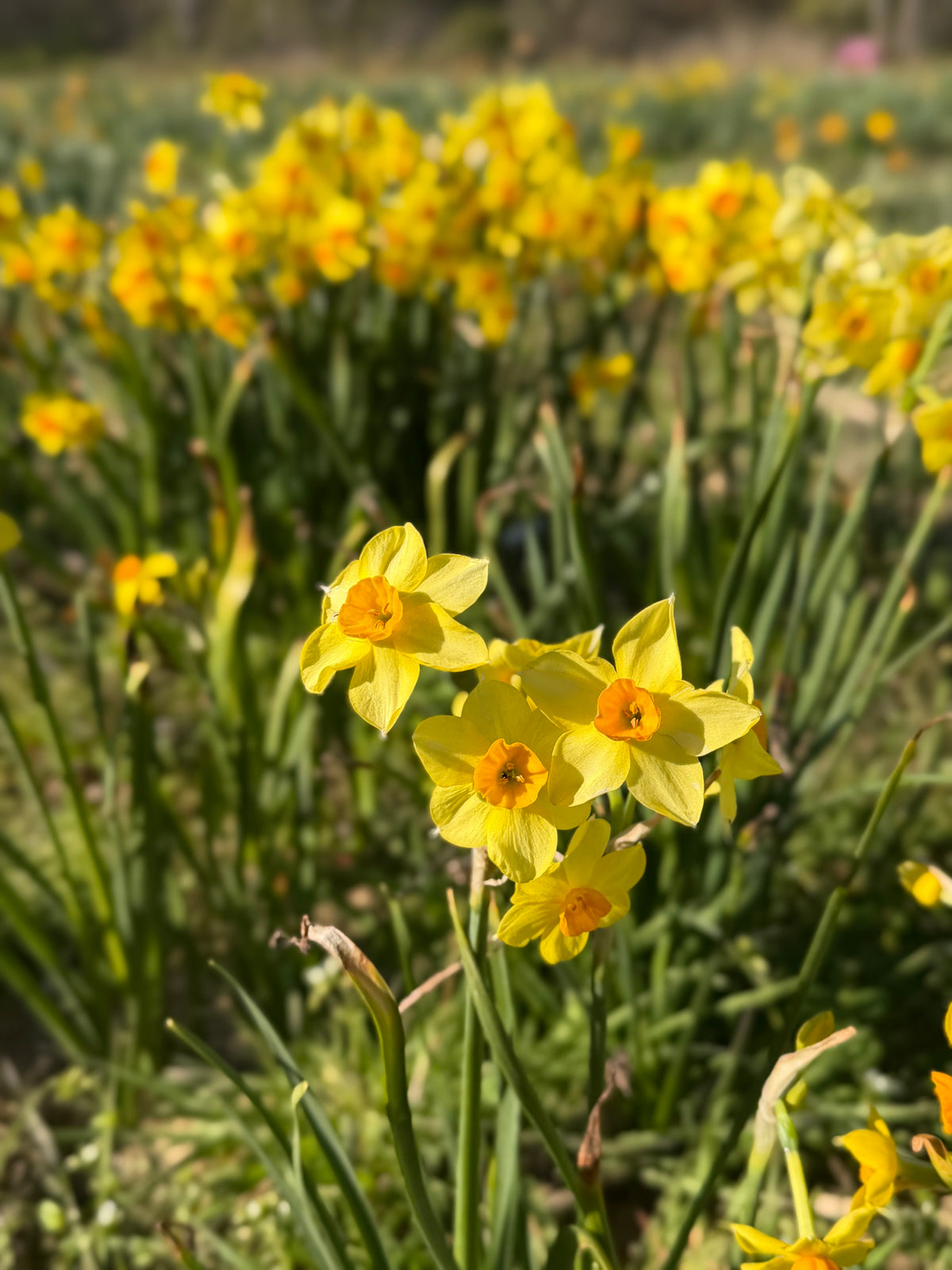 Naturalizing Mini Daffodil Bulbs — 10-Bulb Variety Mix