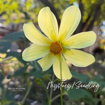 Mystery Dahlia Tuber