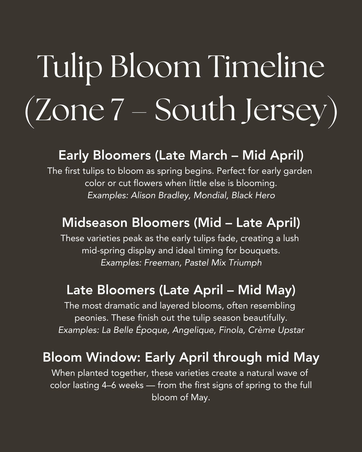 Specialty Double Peony Tulip Bulbs — 10-Bulb Pack