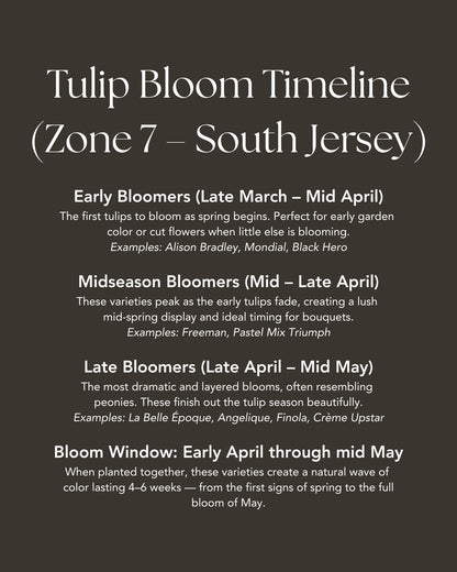 Specialty Double Peony Tulip Bulbs — 10-Bulb Pack