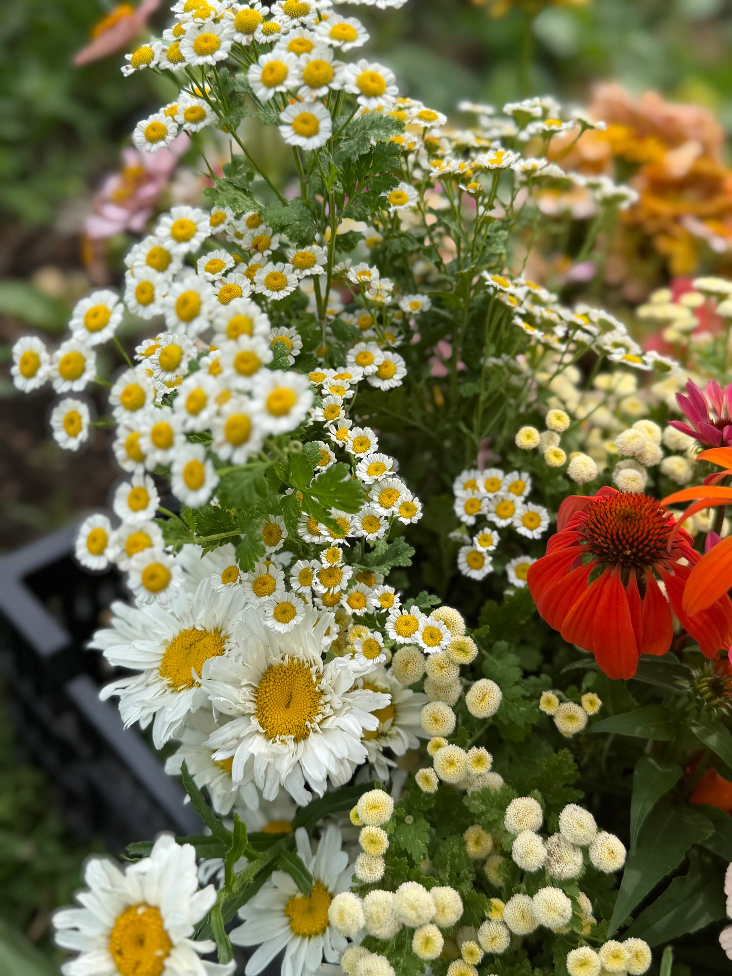 Bulk Bloom Bucket — Fresh Seasonal Flowers (Farm Pickup)