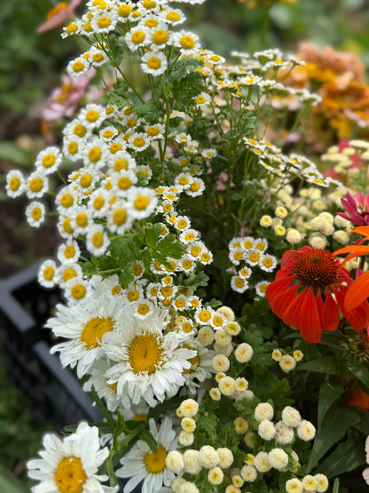 Bulk Bloom Bucket — Fresh Seasonal Flowers (Farm Pickup)