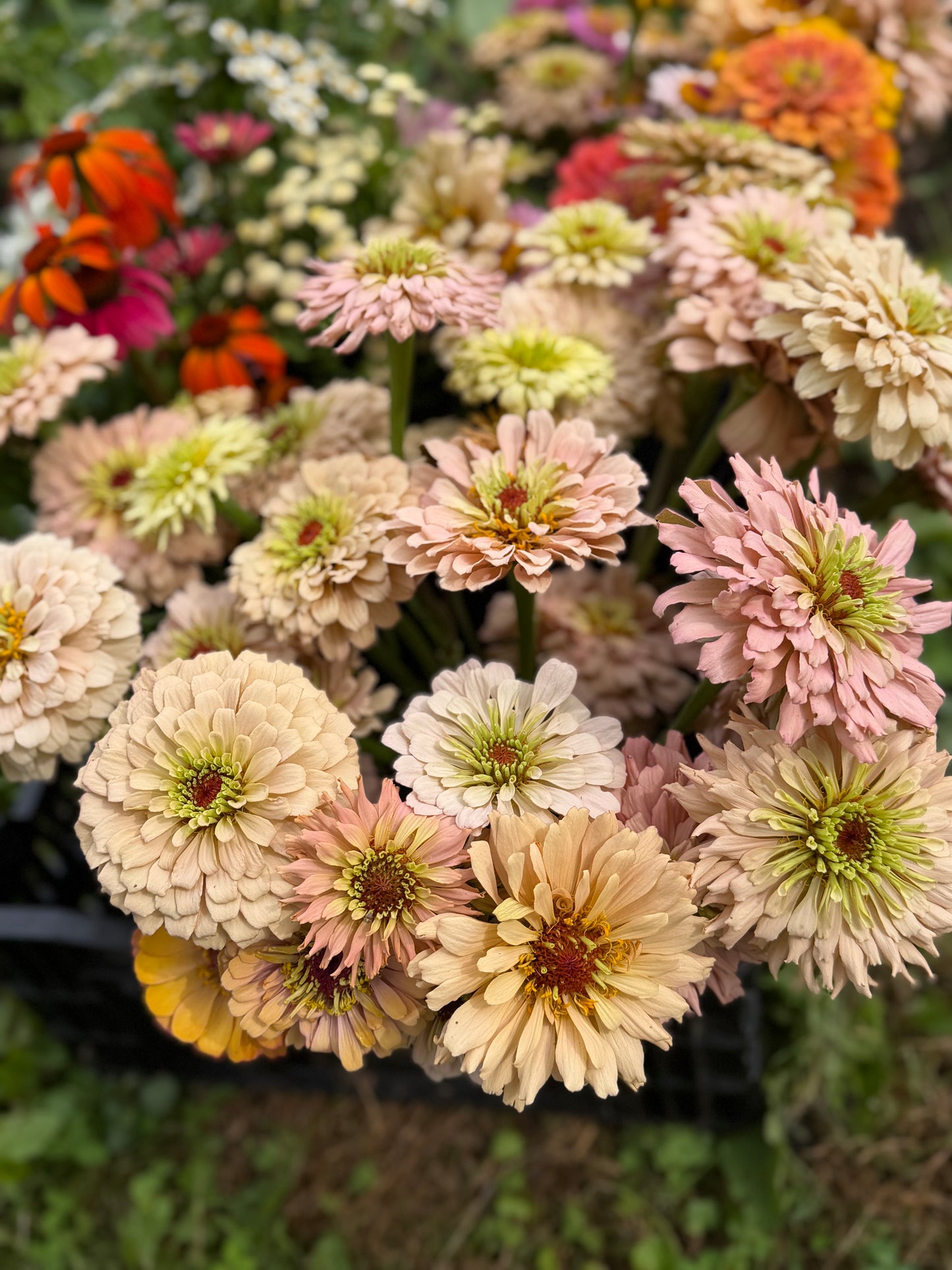 Bulk Bloom Bucket — Fresh Seasonal Flowers (Farm Pickup)