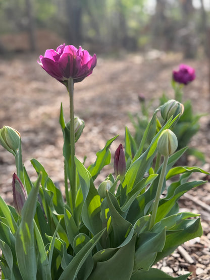 Specialty Double Peony Tulip Bulbs — 10-Bulb Pack