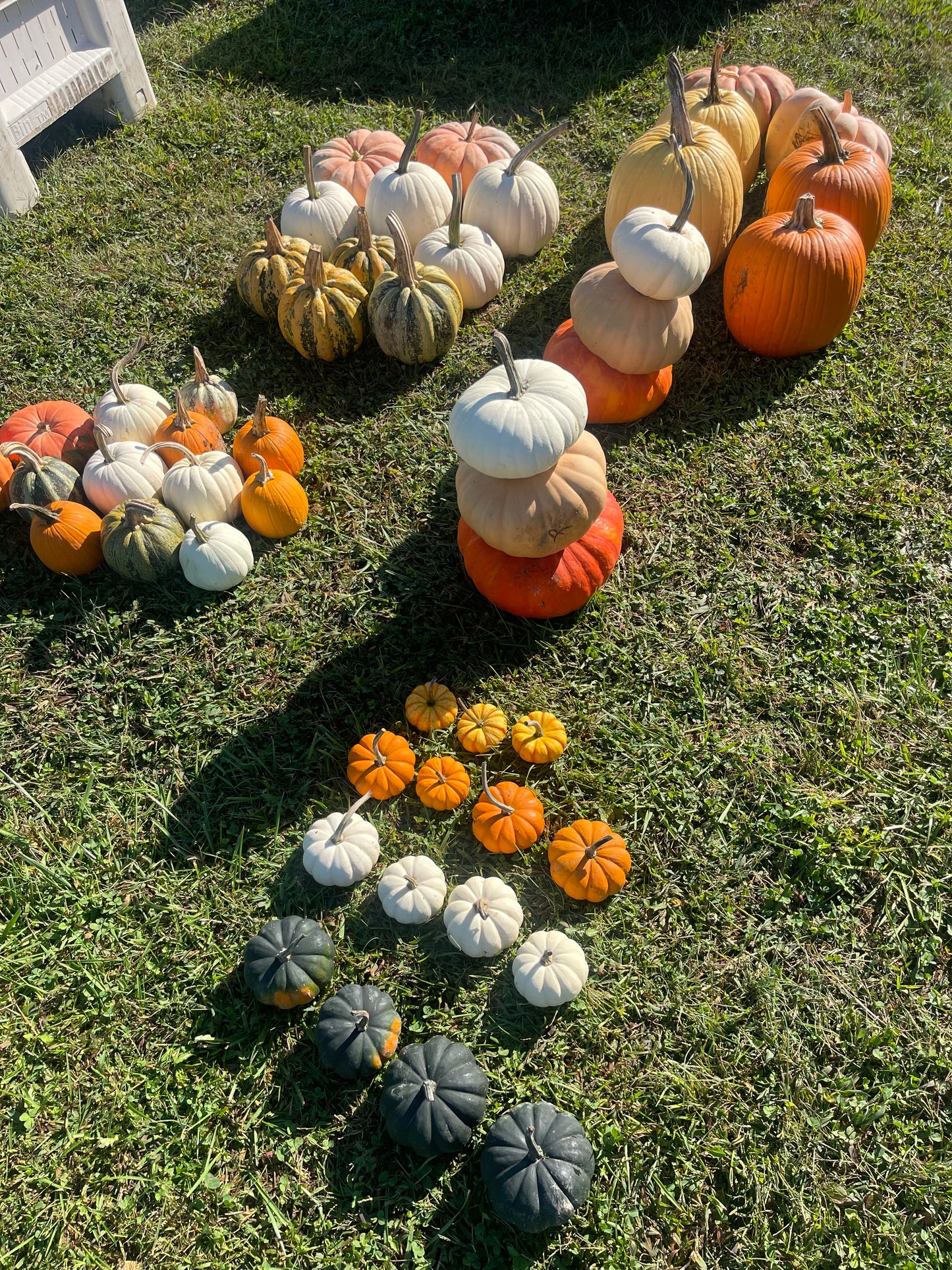 The Grand Entrance Pumpkin Bundle + FREE Delivery/Installation