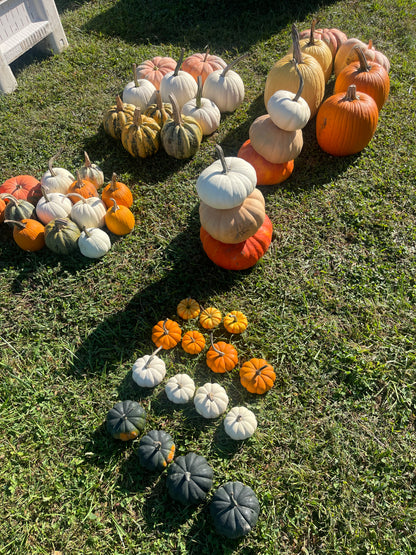The Grand Entrance Pumpkin Bundle + FREE Delivery/Installation