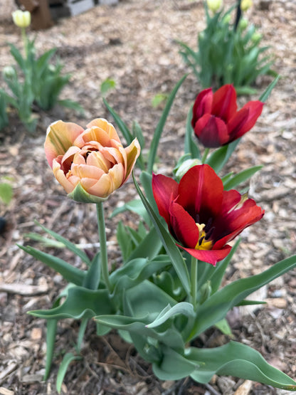 Mother’s Day Bouquet Pre-Order — Locally Grown & Hand-Wrapped