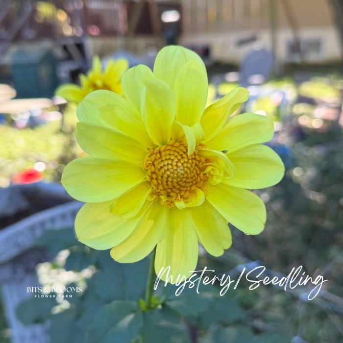 Mystery Dahlia Tuber
