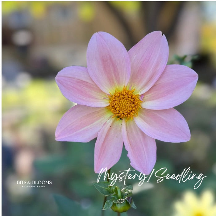 Mystery Dahlia Tuber