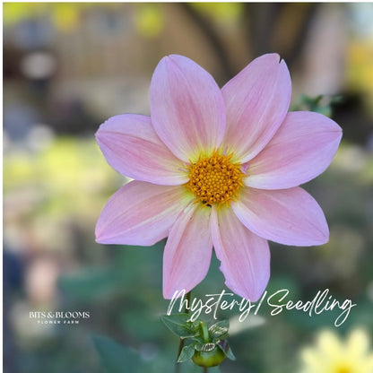 Mystery Dahlia Tuber
