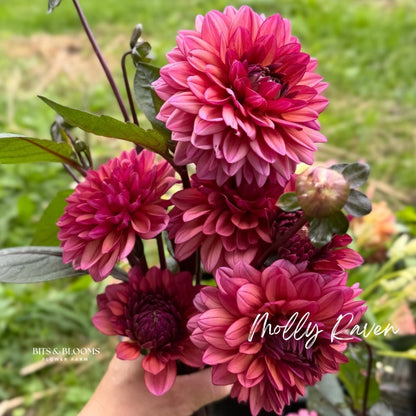 Molly Raven Dahlia Tuber