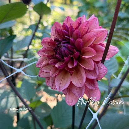 Molly Raven Dahlia Tuber