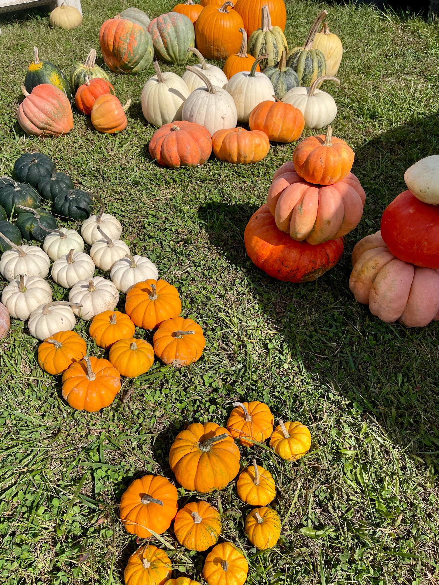 The Grand Entrance Pumpkin Bundle + FREE Delivery/Installation