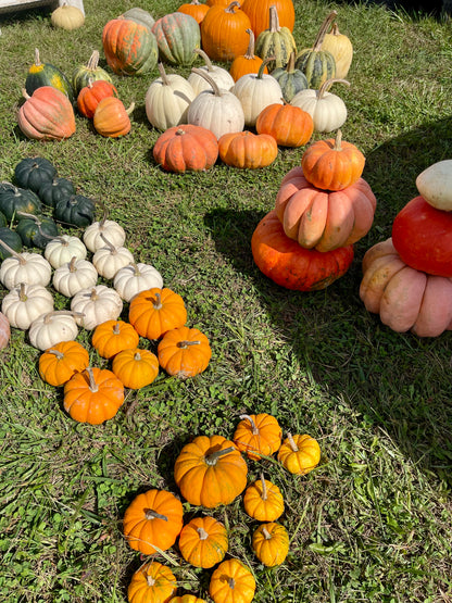 The Grand Entrance Pumpkin Bundle + FREE Delivery/Installation