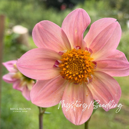 Mystery Dahlia Tuber