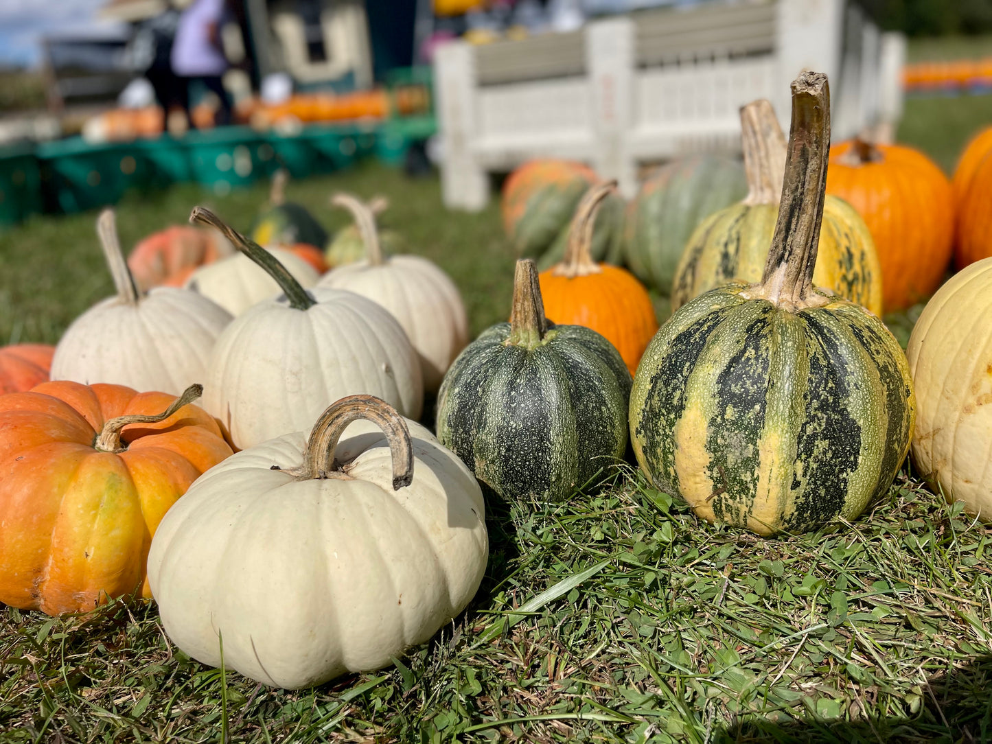 The Grand Entrance Pumpkin Bundle + FREE Delivery/Installation