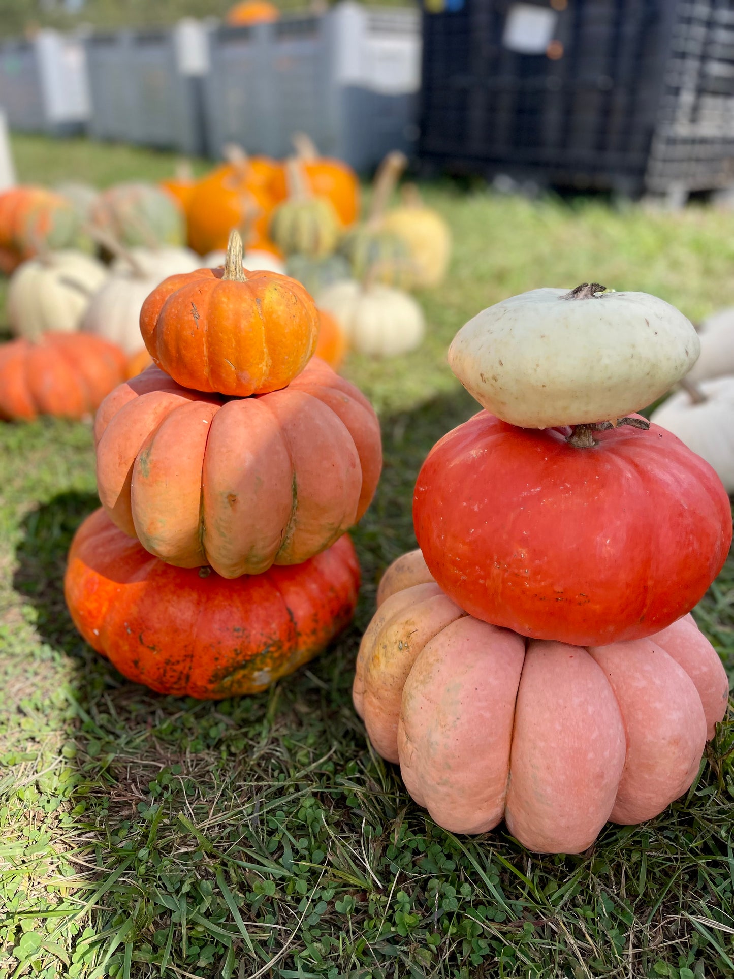 The Grand Entrance Pumpkin Bundle + FREE Delivery/Installation