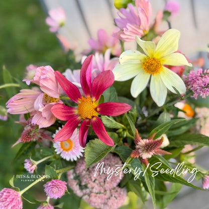 Mystery Dahlia Tuber