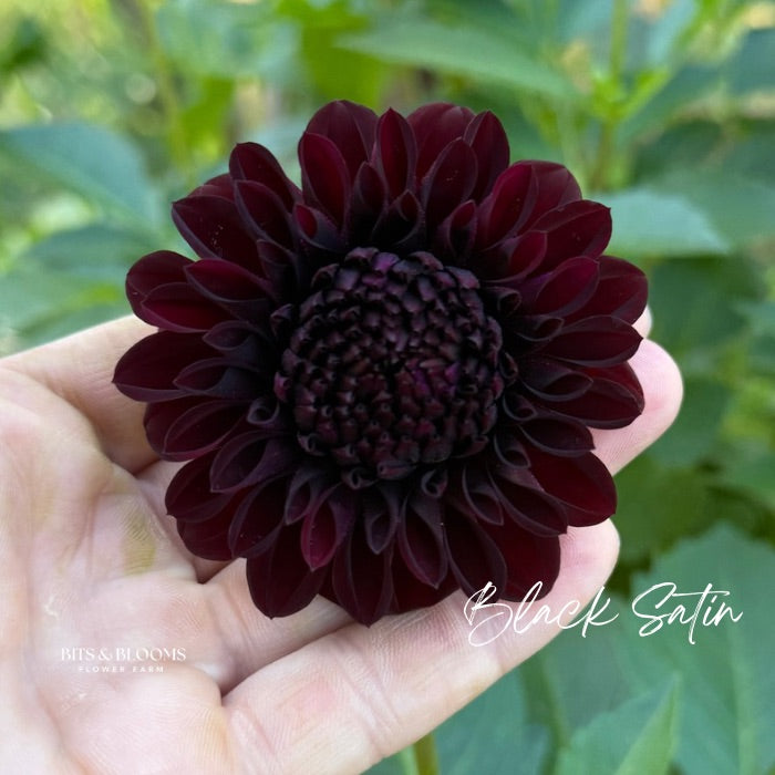 Black Satin