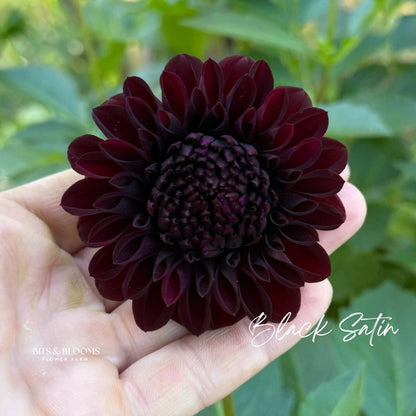 Black Satin