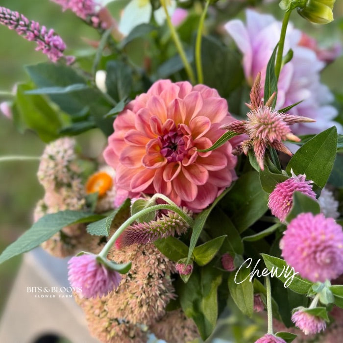 Chewy Dahlia Tuber