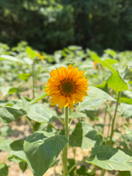 Early Summer Sunflower Jars: 9-Stem Specialty Wrapped Bouquet Jar