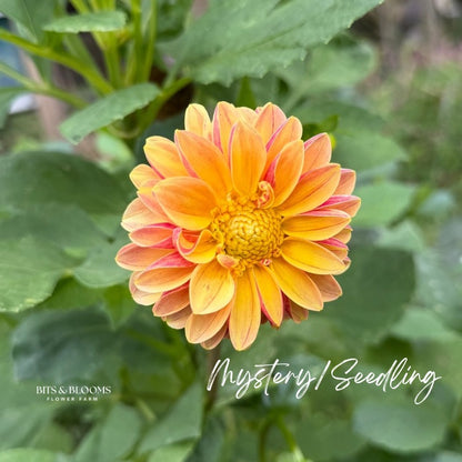 Mystery Dahlia Tuber