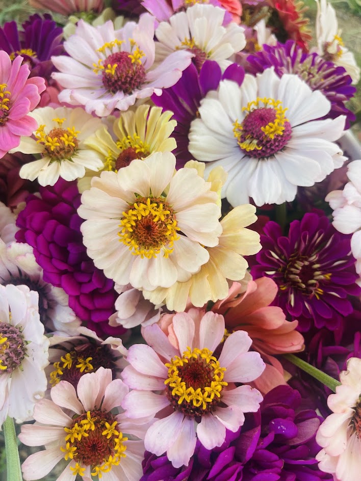Peak Summer Flower Subscription (4 Weeks)