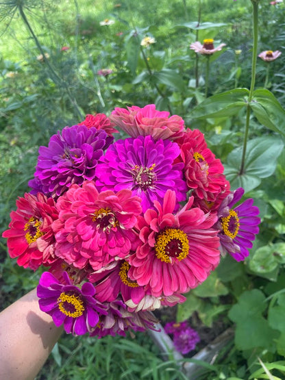 Early Summer Flower Subscription (6 Weeks)