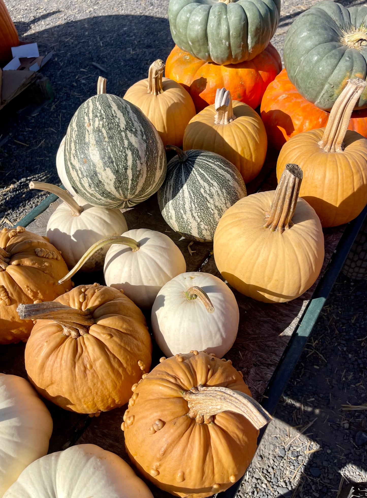 The Grand Entrance Pumpkin Bundle + FREE Delivery/Installation